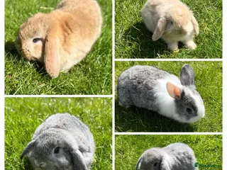 Mini Lop rabbits Beautiful Mini Lop Bunnies - Advert 17