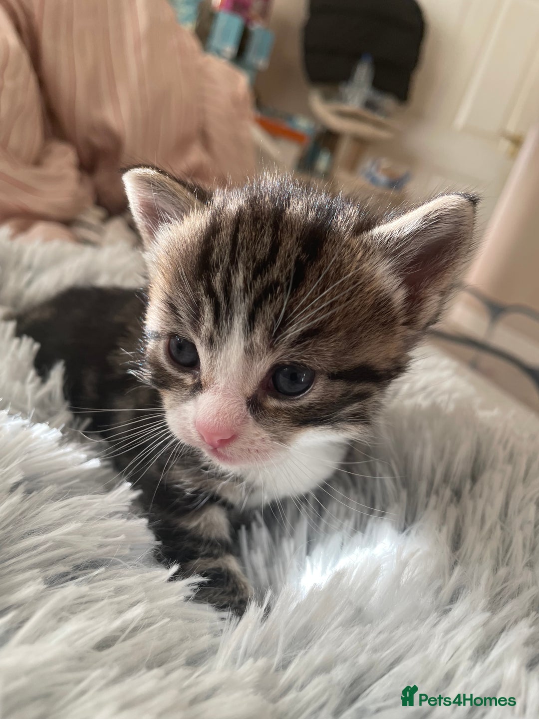 Mixed Breed cats for sale: Mixed kitten  - Advert 4