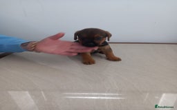 Mixed Breed dogs for sale: Patterdale x border terrier  - Image 10
