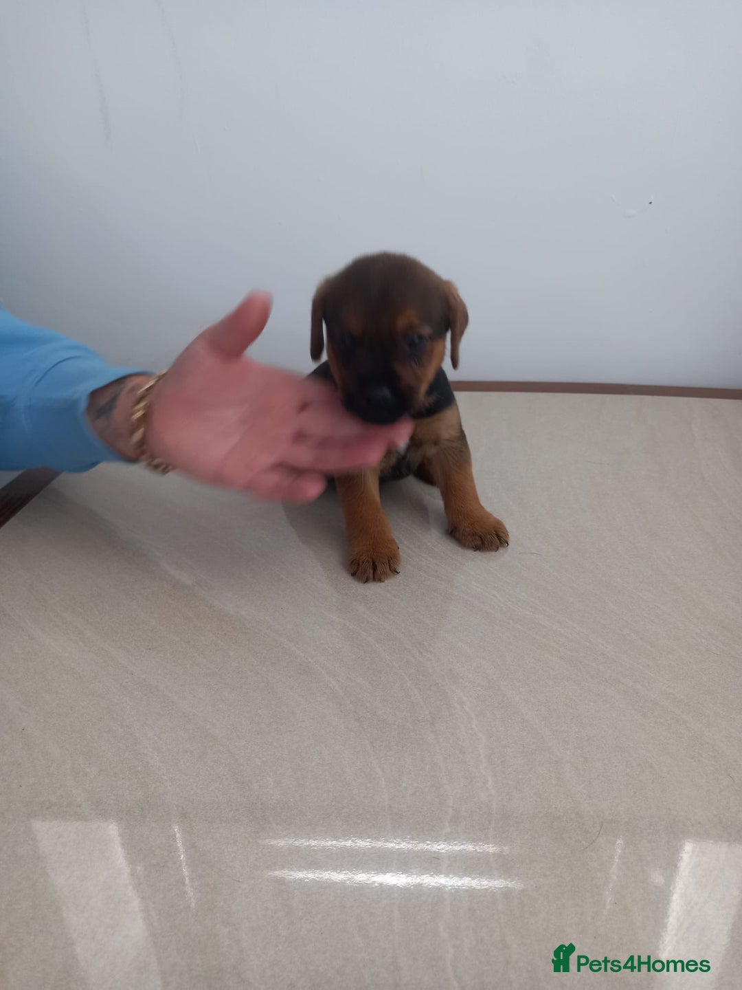 Mixed Breed dogs for sale: Patterdale x border terrier  - Image 10