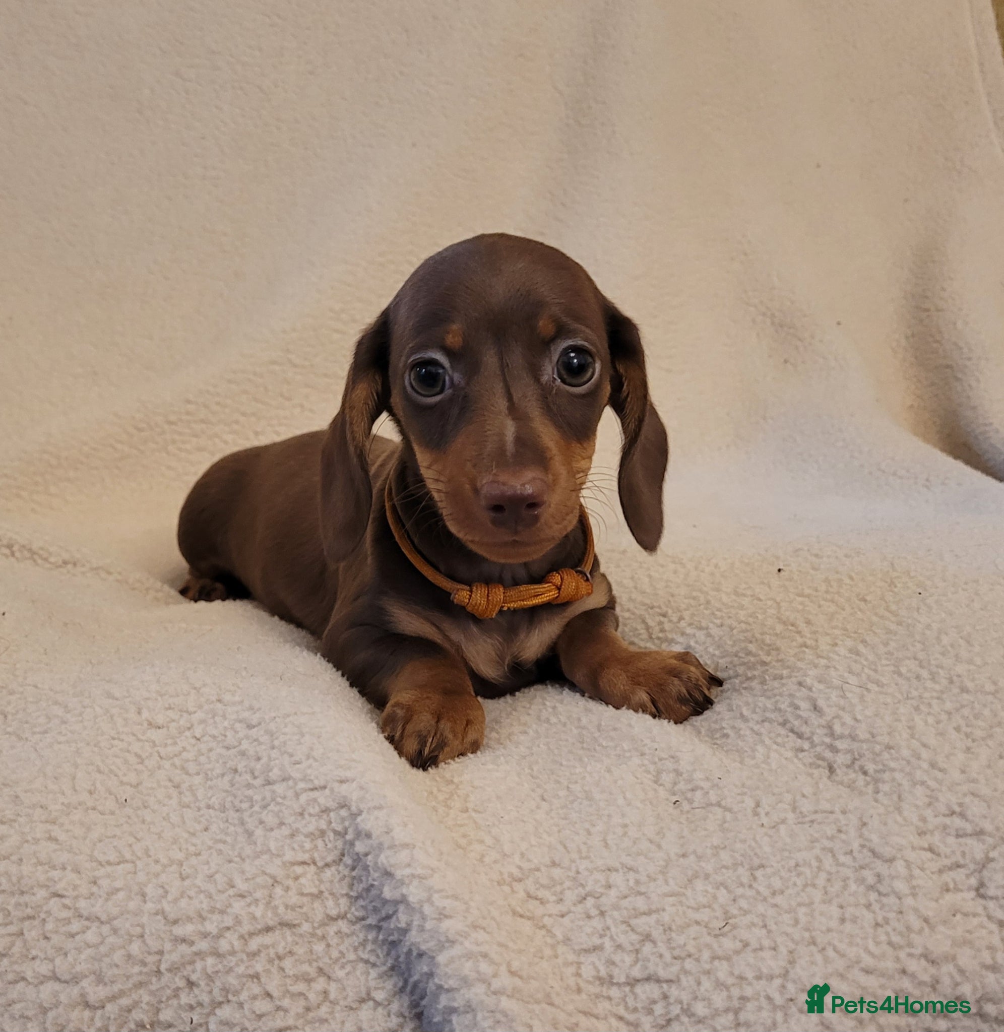 Miniature Dachshund dogs Last Chocolate and Tan Girl Ready Now £950 - Advert 2