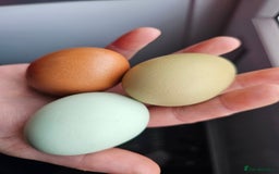 Chickens poultry for sale: Lovely Chickens for Sale –  Just Started Laying - Image 19