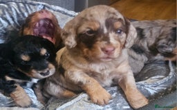 Cockapoo dogs for sale: The best cockapoos  - Image 1