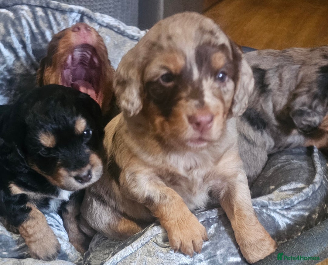 Cockapoo dogs for sale: The best cockapoos  - Image 1