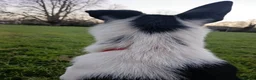 Border Collie dogs for sale: Boy Border collie for sale - Advert 5