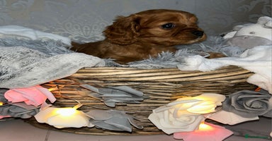 Mixed Breed dogs - Advert 11