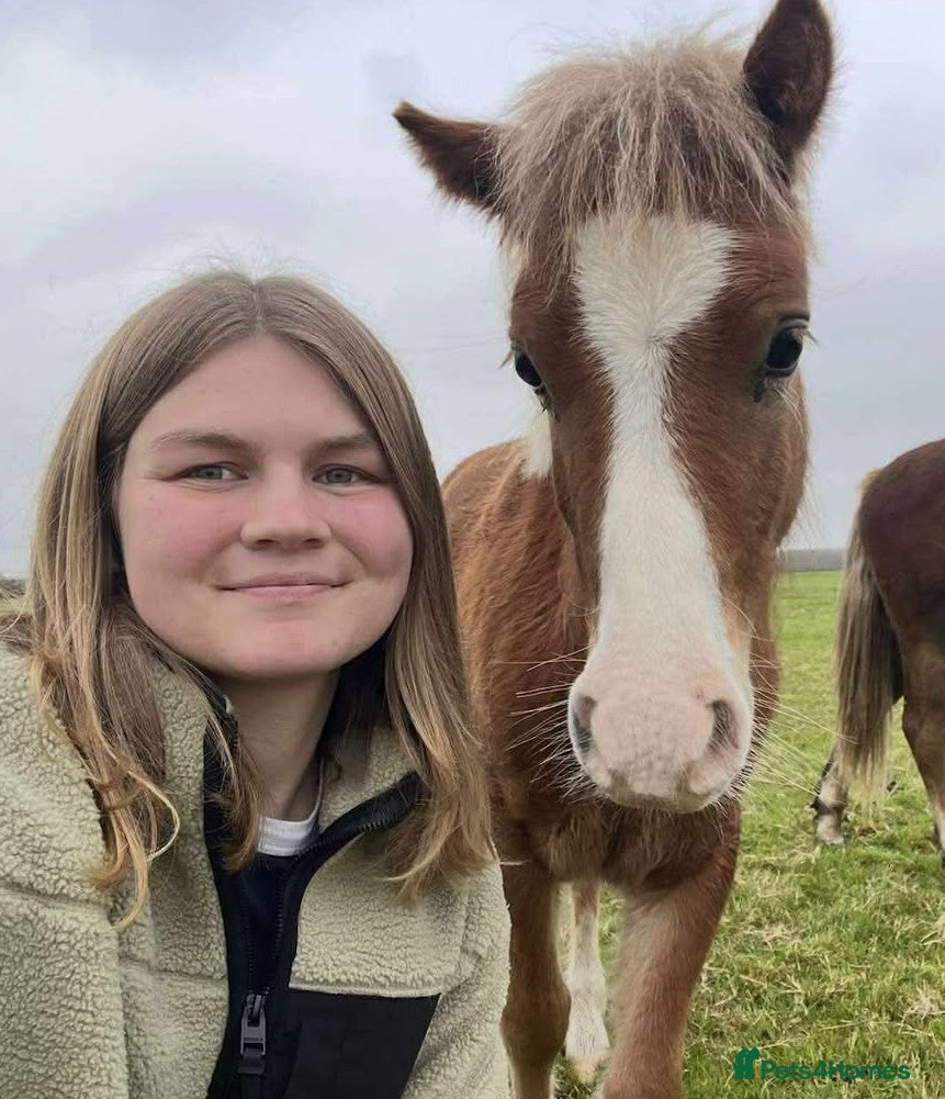 Welsh Section A horses Lovely Gelding Future 11.2hh Lead Rein Riding Pony - Advert 4