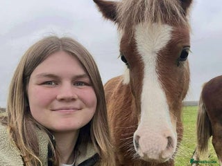 Welsh Section A horses Lovely Gelding Future 11.2hh Lead Rein Riding Pony - Advert 1