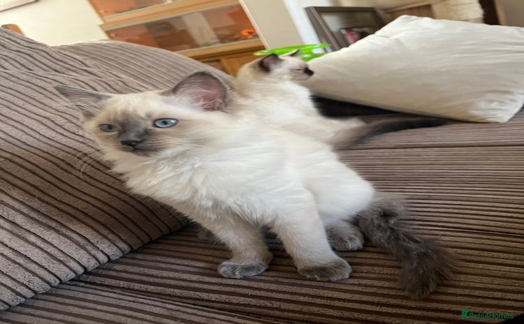 Ragdoll cats - Advert 15