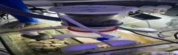 Goldfish fish for sale: reef marine fish tank  - Advert 12