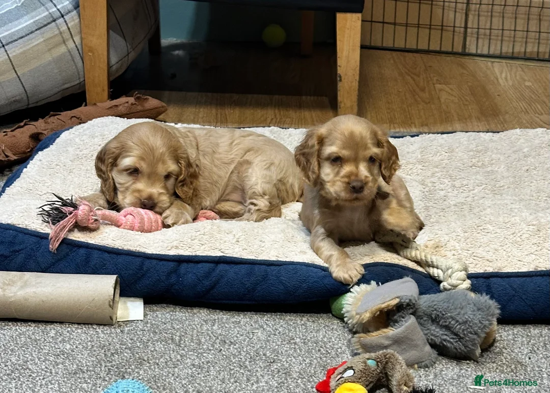 Cocker Spaniel dogs for sale: Beautiful show type chocolate and gold girls - Advert 19