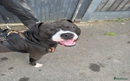 Staffordshire Bull Terrier dogs for adoption: Year old staffie boy available for adoption  - Image 4