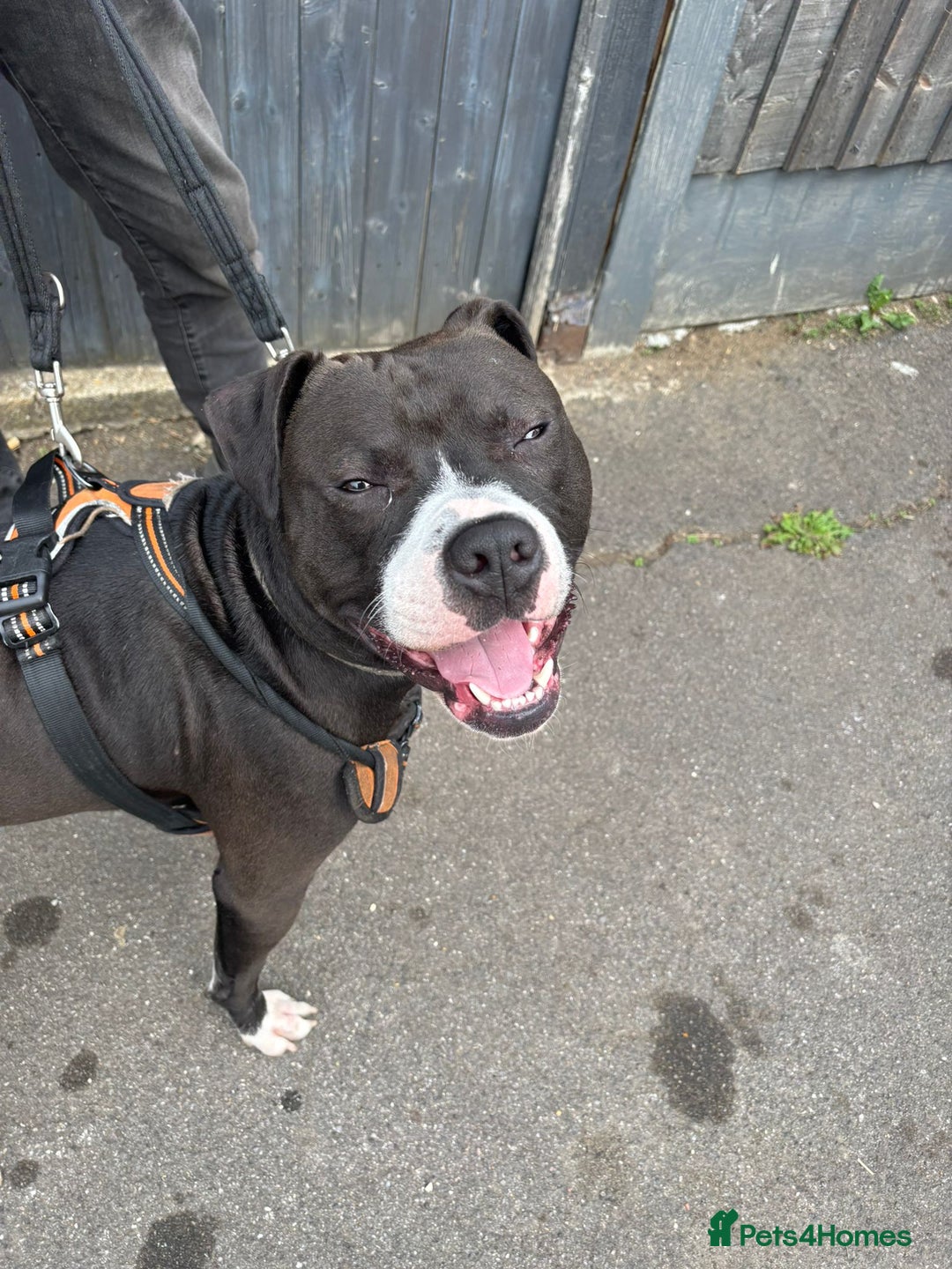 Staffordshire Bull Terrier dogs for adoption: Year old staffie boy available for adoption  - Image 4