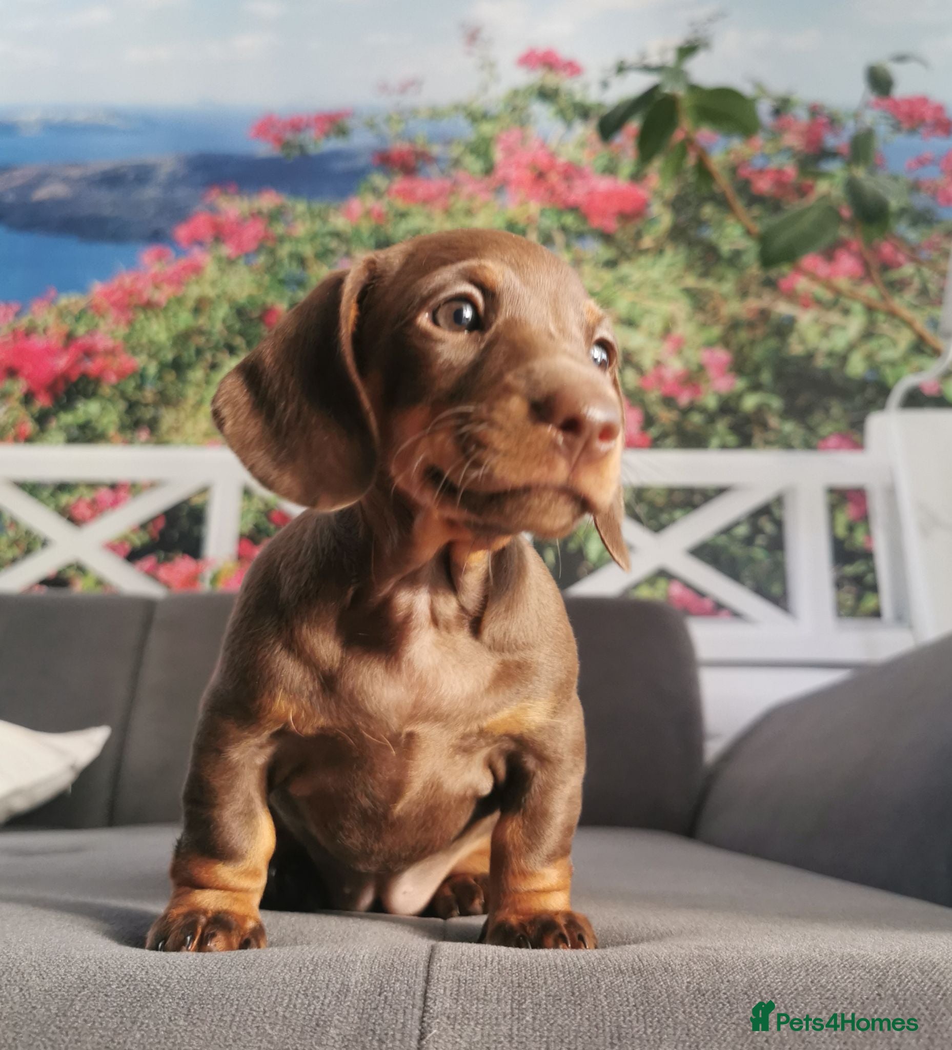 Miniature Dachshund dogs 🐾💕Miniature dachshund 💕🐾 - Advert 4