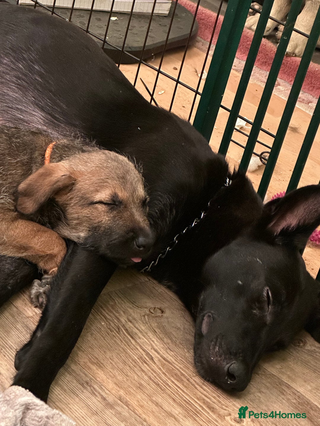 Mixed Breed dogs for sale: Belgian Malinois X Lurcher - Advert 7