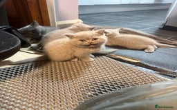 British Shorthair cats for sale: Lilac British shorthairs champion lines  - Image 7