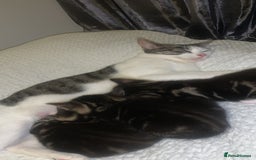 British Longhair cats for sale: 3 tabby kittens - Image 4