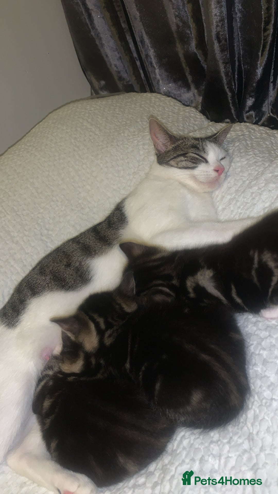 British Longhair cats for sale: 3 tabby kittens - Image 4