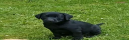 Labrador Retriever dogs for sale: Well bred KC registered lab pups - Advert 8
