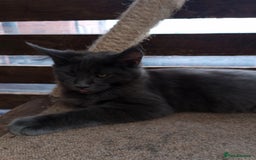 Maine Coon cats for sale: Maine coon purebred pedigre xl in Barnsley - Image 30