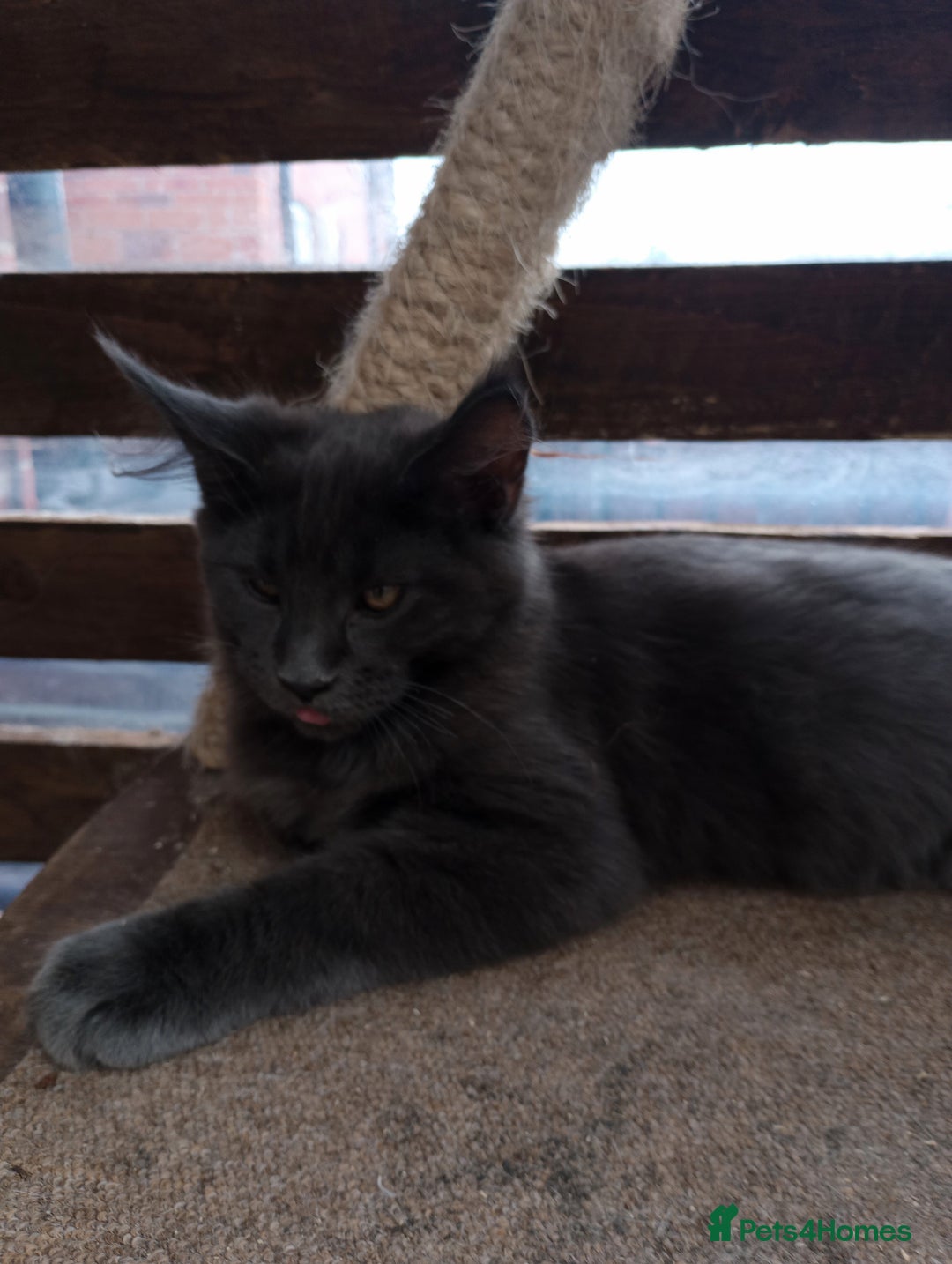 Maine Coon cats for sale: Maine coon purebred pedigre xl in Barnsley - Image 30