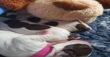 English Springer Spaniel dogs - Advert 7