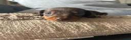 Dachshund dogs for sale: BEAUTIFUL KC REG & PRA CLEAR MINIS🩷💙 - Advert 8
