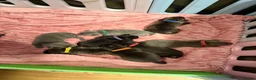 Staffordshire Bull Terrier dogs for sale: KC Staffordshire bull terrier pups  in Penarth - Advert 4