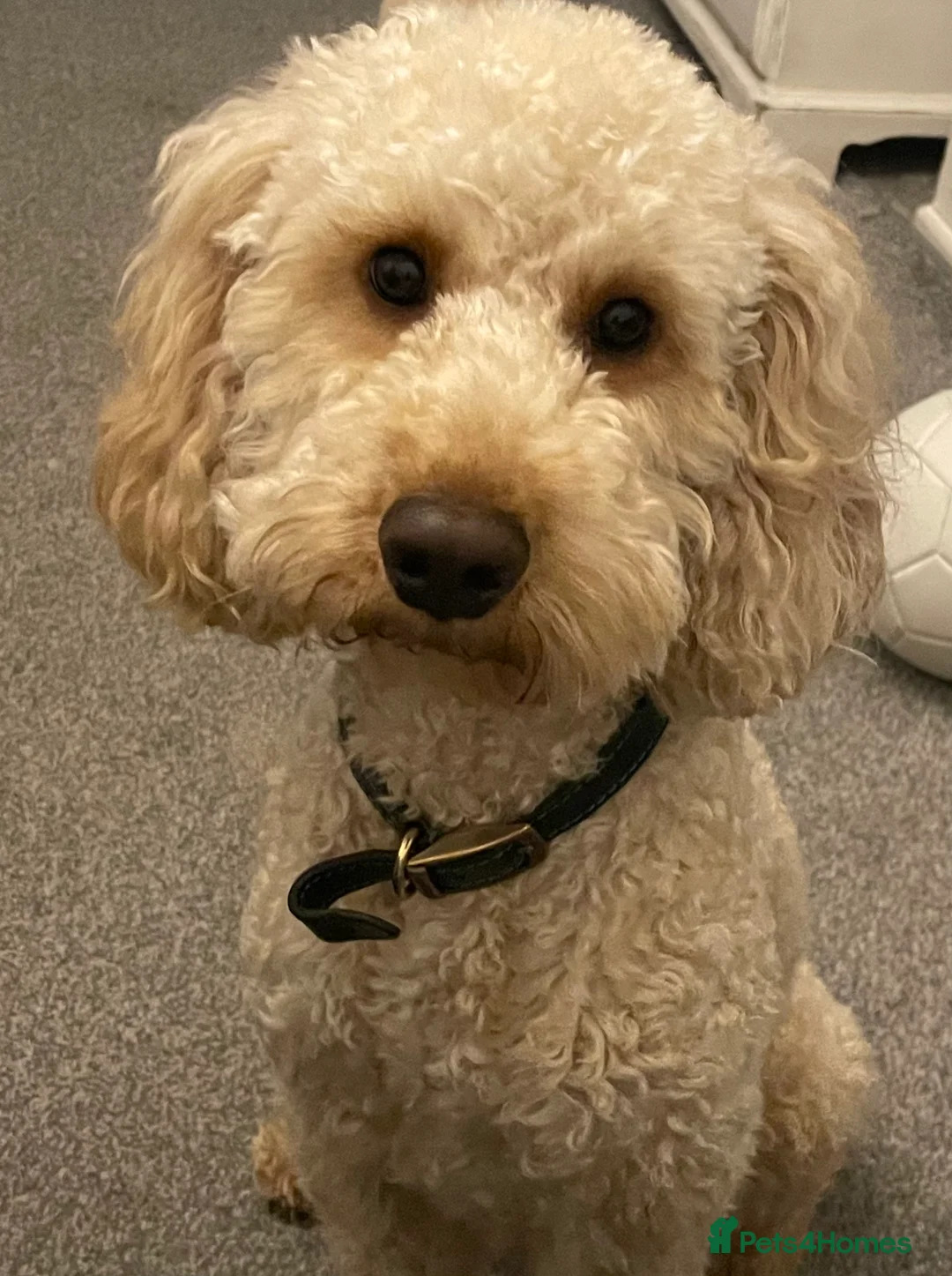 Poodle dogs for stud: FOR STUD Moyen Poodle (proven)  in Northampton - Advert 11