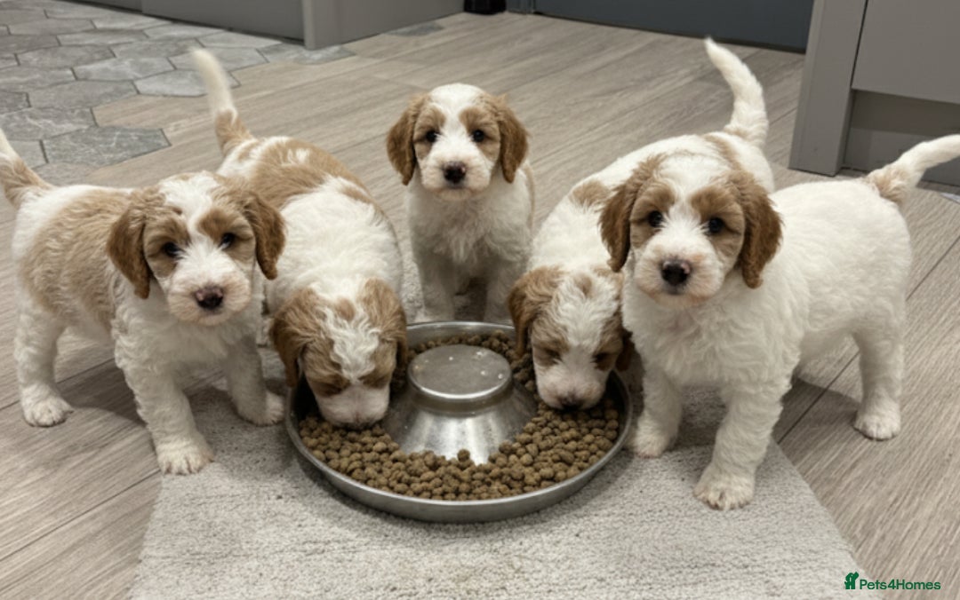 Double Doodle dogs for sale: Parti Double Doodles🐾  - Advert 18