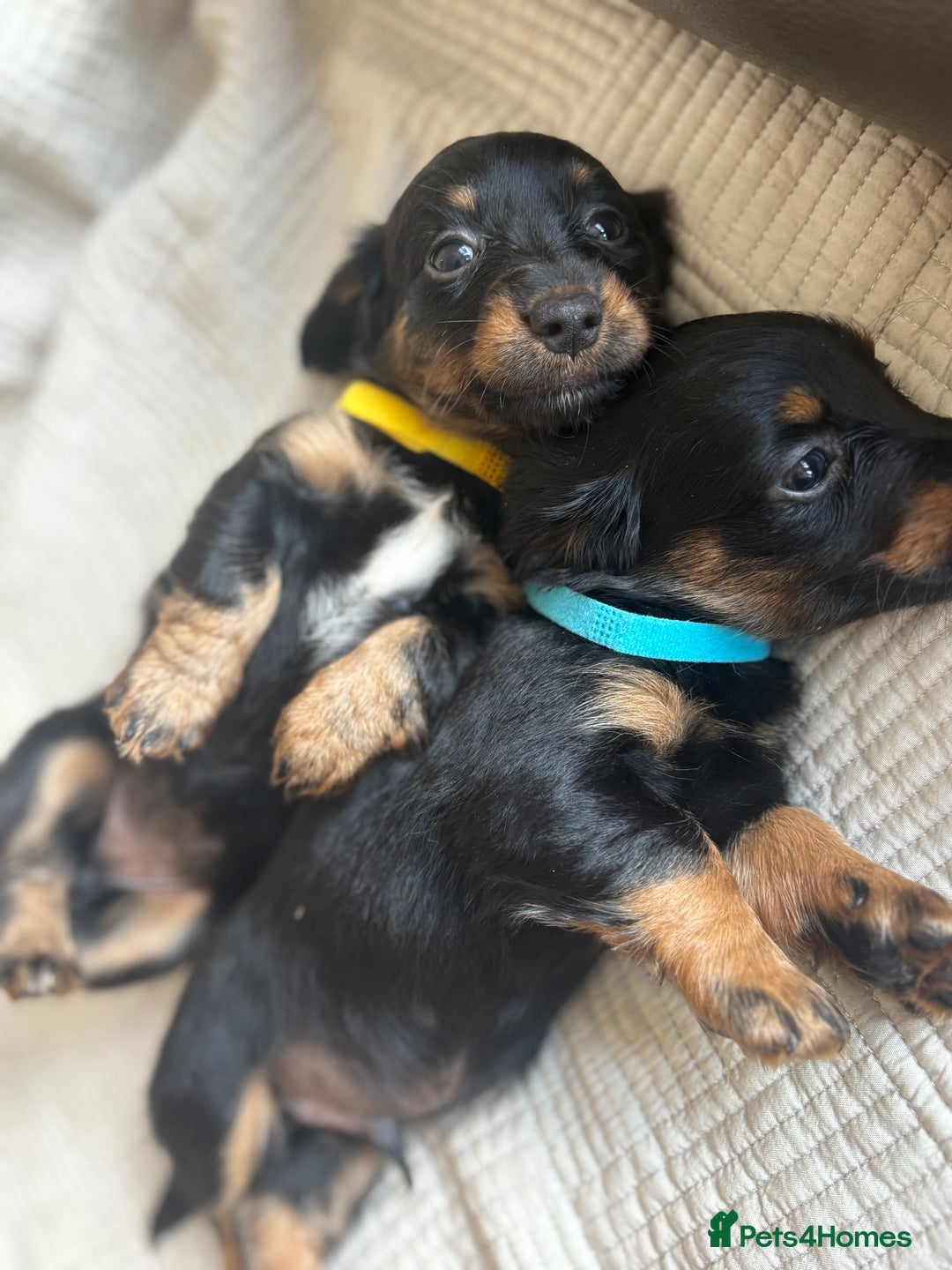 Dachshund dogs for sale: Dachshund  - Image 16