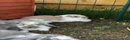 French Lop rabbits for sale: 🩷💙 French lop Kits ready to go 2nd June 🩷💙 - Advert 8