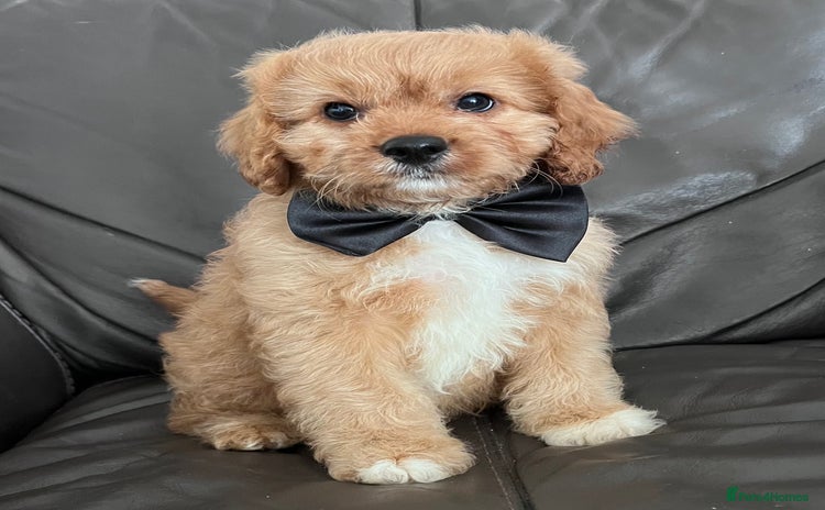 Cavapoo dogs - Advert 1