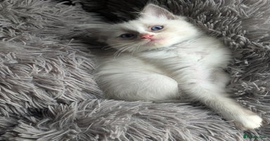 Ragdoll cats - Advert 7