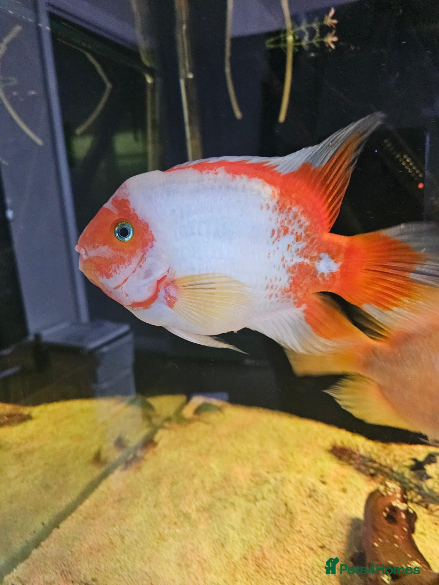 Cichlids fish Fish joblot  - Advert 1