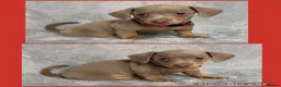 Miniature Dachshund dogs for sale: Miniature Dachshund Puppies - Advert 3