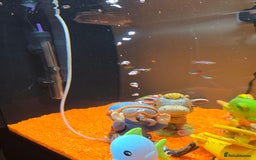 Tetras fish for sale: 50L Aquarium - Image 4