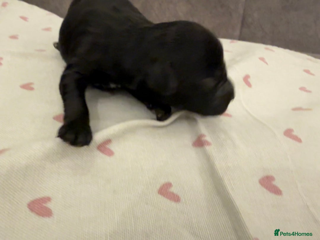 Mixed Breed dogs for sale: Australian Labradoodle Pups. READY 30th October  - Image 24
