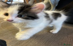 Mixed Breed cats for sale: Gorgeous Maine coone cross kittens! - Image 5