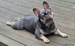 French Bulldog dogs for sale: French bulldogs full fluffy  - Image 10