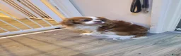 Cavalier King Charles Spaniel dogs for sale: Cavalier King Charles Spaniel  - Advert 11