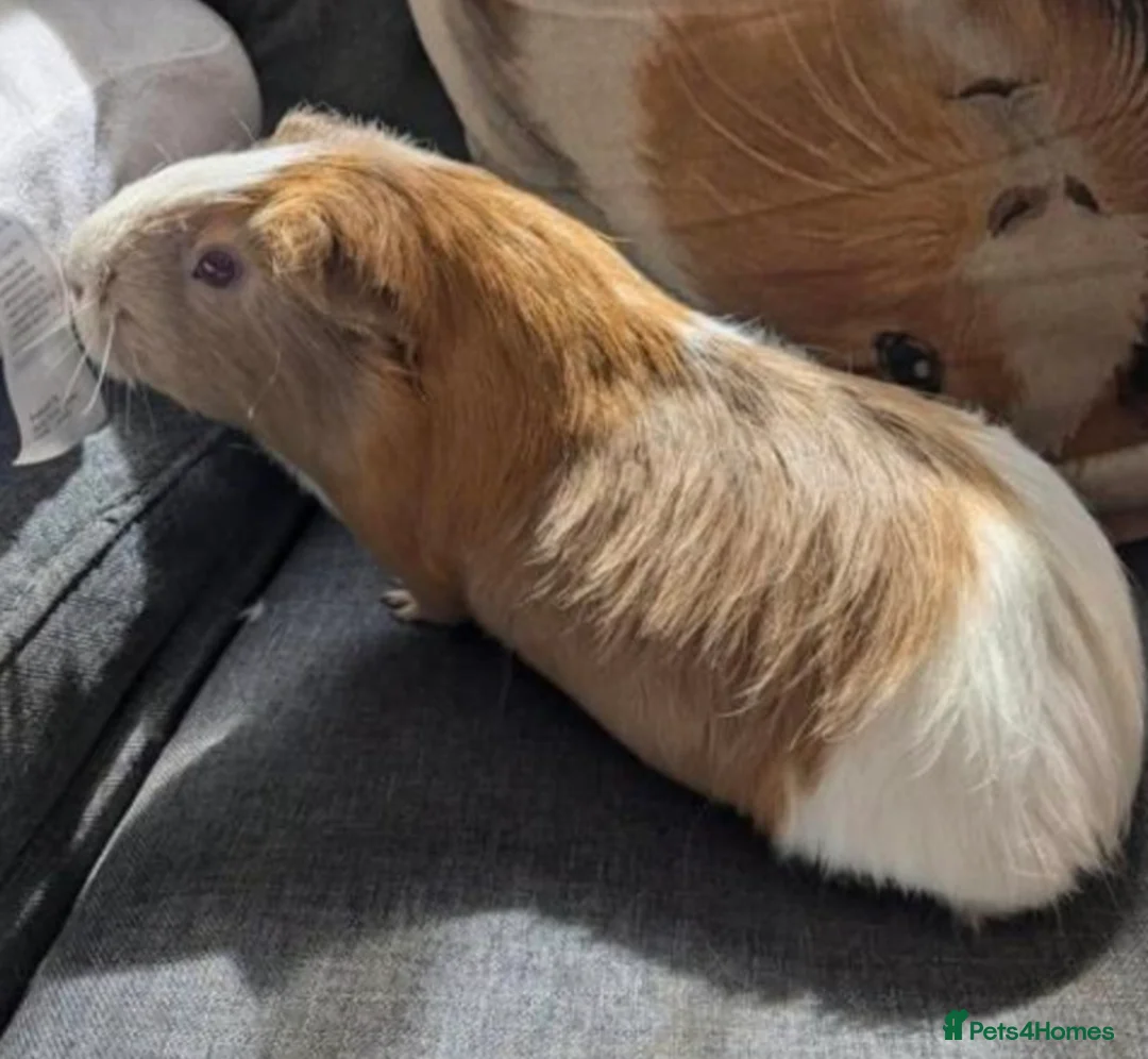 Guinea Pig rodents for sale: Guinea pig females  - Advert 3