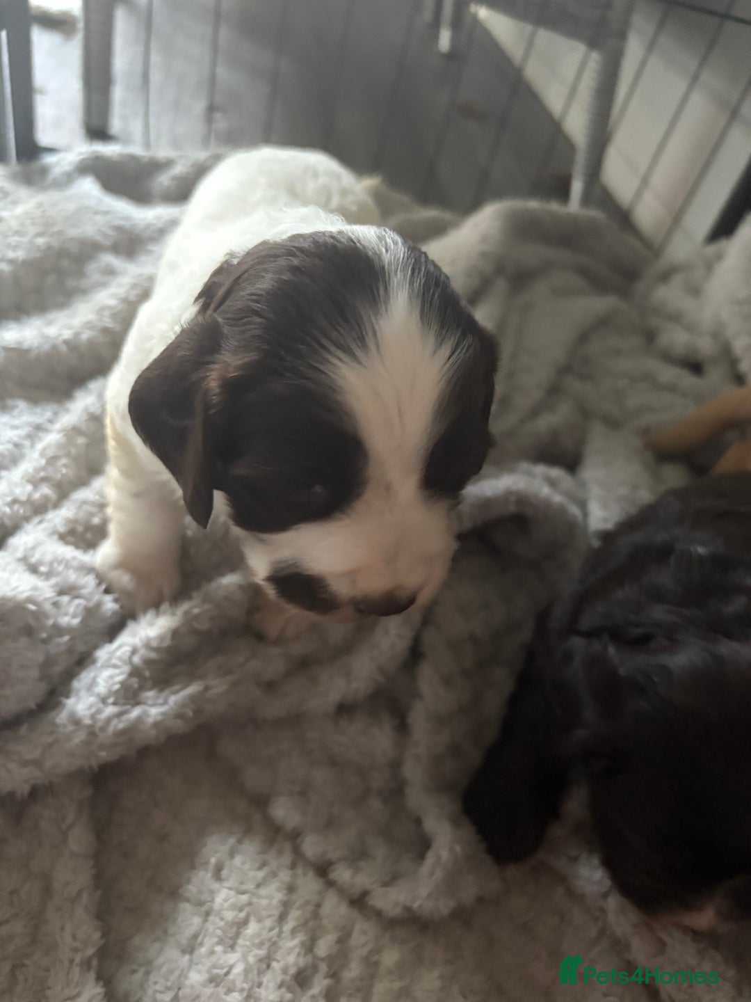 Cocker Spaniel dogs for sale: KC FTCH working cocker spaniel puppy’s  - Image 15