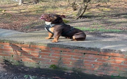 English Bulldog dogs for sale: dog for sale - Image 7