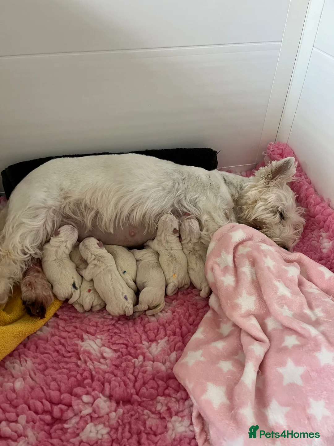 West Highland Terrier dogs for sale: Top show quality west highland terrier puppies  in Newark - Advert 1