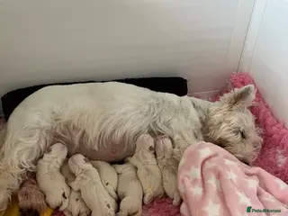 West Highland Terrier dogs Top show quality west highland terrier puppies - Advert 2