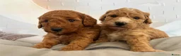 Toy Poodle dogs for sale: Outstanding KC Toy Poodles - READY NOW - Advert 9