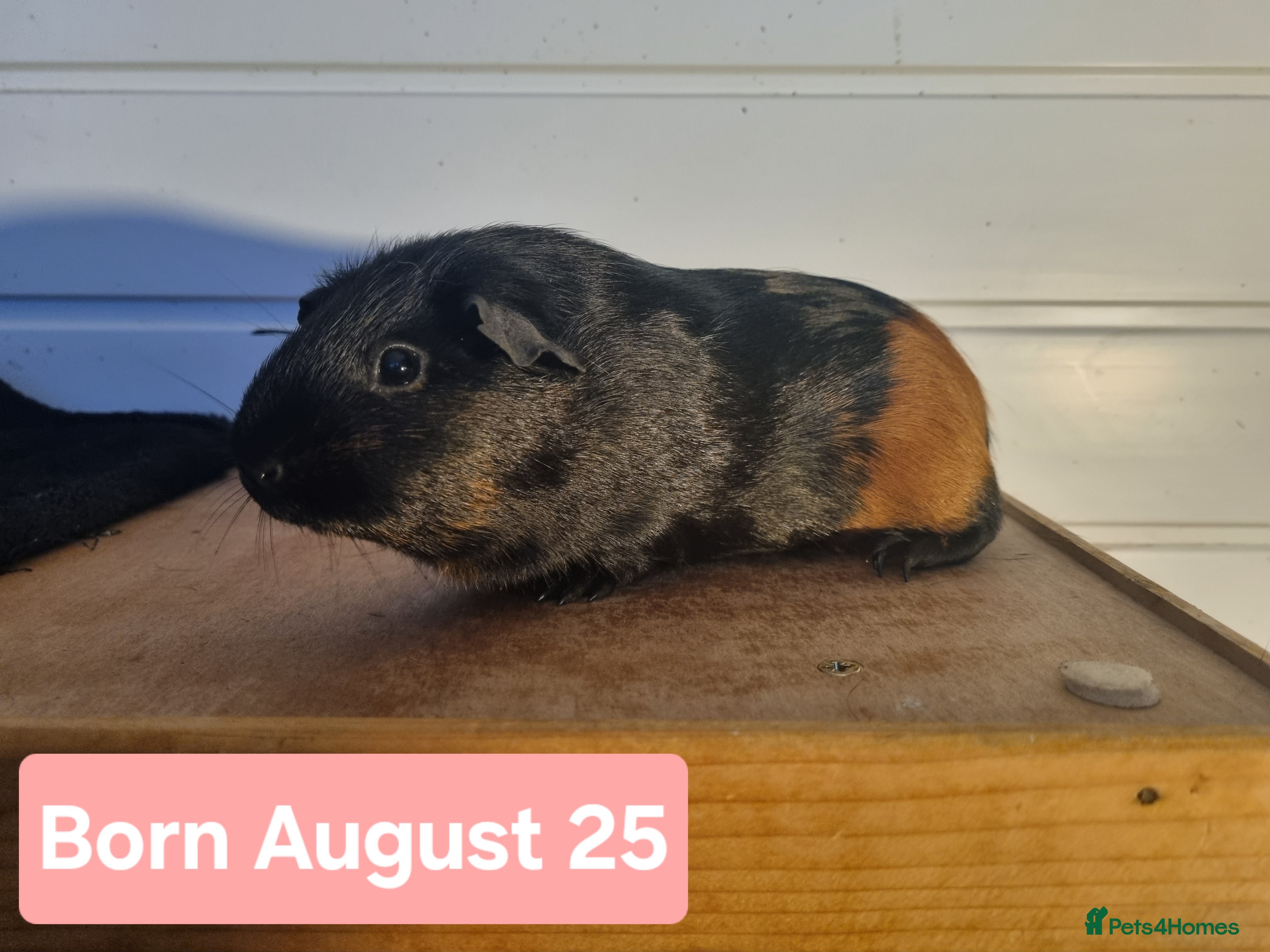 Guinea Pig rodents Female Guinea Pigs  - Advert 14