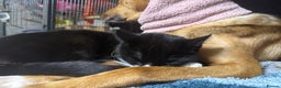 Mixed Breed cats for adoption: Lovely young cats looking for forever home  - Advert 17