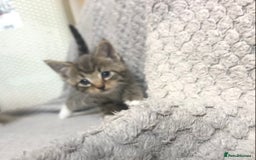 Mixed Breed cats for sale: Gorgeous Tabby kittens 7 weeks old  - Image 10